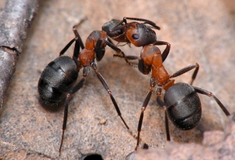 средства для уничтожения домашних муравьев