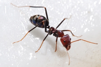 уничтожение муравьев в квартире