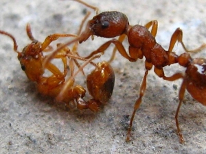 уничтожение муравьев, средства для уничтожения муравьев